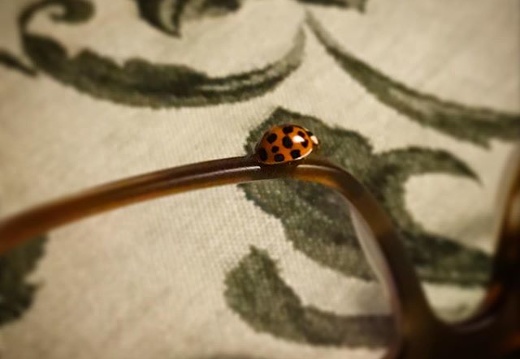 The sunny days have activated the squatters living with us for the winter. This little ladybug has decided to rest on my glasses before finding some more of its kind with which to cuddle. . . #