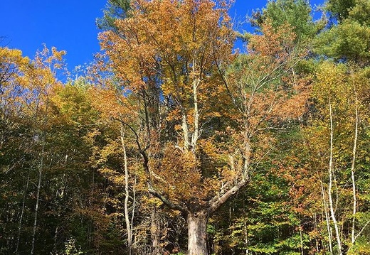 The majestic ash tree that overlooks our backyard. . . #vermont #ashtree #autumn