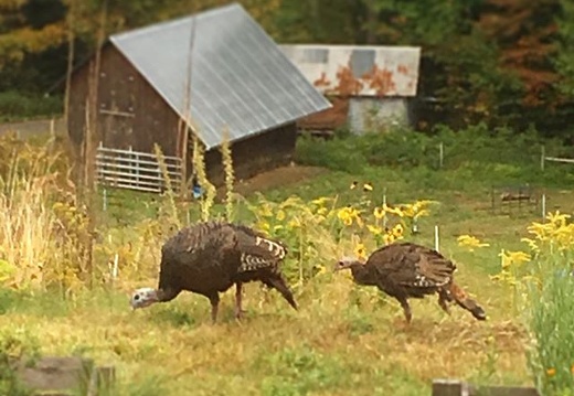 Family of turkeys strolling through the garden this afternoon. . . #vermont #turkey #turkeys
