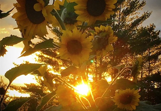 Sunflowers & sunset. . . #sunflowers #sunset #vermont #2019Sept17