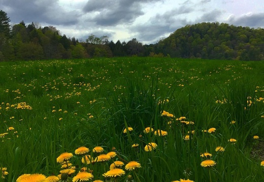Dandelions and Pasture