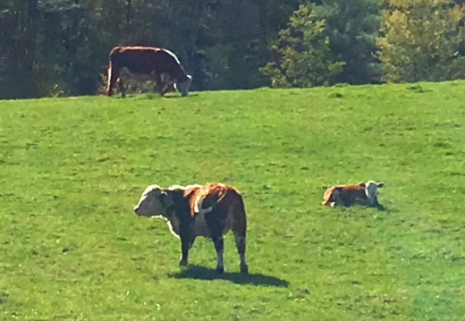 Three cows on a sunny day. #vermont #cowsofinstagram