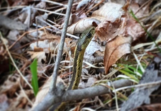 #Snake visitor this past weekend. #vermont #latergram