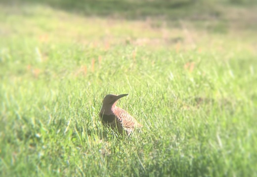 Beautiful Northern Flicker in the front yard. This shot was achieved by pointing iPhone into left side of a pair of binoculars. #flicker #bird #vermont #vtbirds #improvised