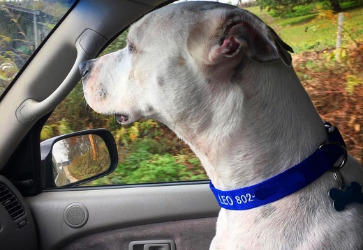 Leo rocking his new personalised collar. #rescuedog #pottersangel #pitbull #dogs #dog