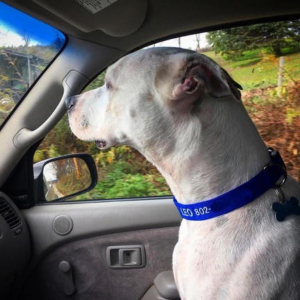 Leo rocking his new personalised collar. #rescuedog #pottersangel #pitbull #dogs #dog