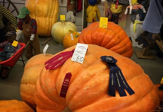 Award winning giant pumpkin at the #tunbridgefair #tunbridgefair2016
