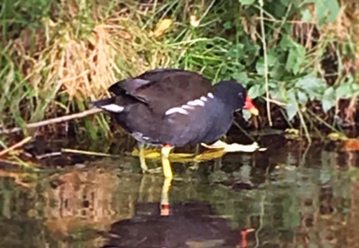 What is this bird? Has bright yellow legs but it's feet aren't webbed. Saw it swimming and walking. #oxford #england #whatbird #whatbirdisthis