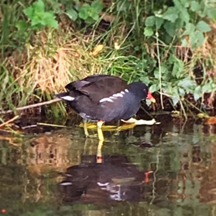 What is this bird? Has bright yellow legs but it's feet aren't webbed. Saw it swimming and walking. #oxford #england #whatbird #whatbirdisthis