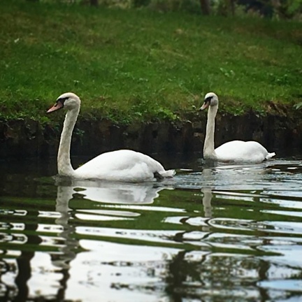 Two of the many swans we saw while #punting/#notpunting in #oxford