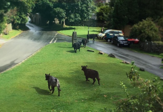 Cattle grazing on the front lawn at Dartmoor House outside our window. #Devon #belstone #england