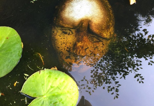 Lady of the lake in a garden pond in #Devon.  #england