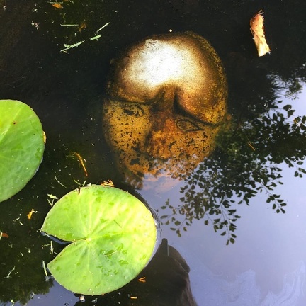 Lady of the lake in a garden pond in #Devon.  #england
