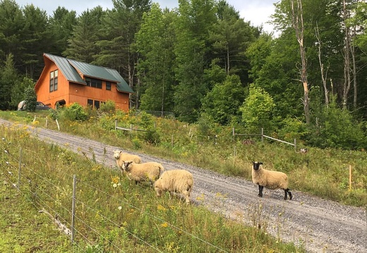 #sheep grazing the driveway. #Vermont