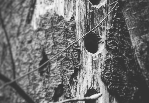 #woodpeckers #natureonphotography