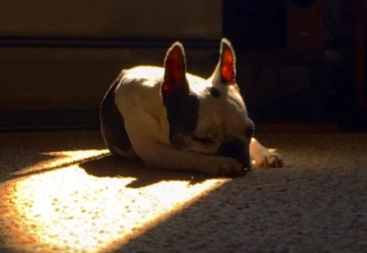 Snooozzzin' in the sun. #dog #dogslife #dogsofinstagram #bostonterrier