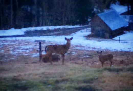 Get off my lawn! #deer #latergram