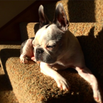 Haley is thankful for sunny spots on cold days. #thanksgiving