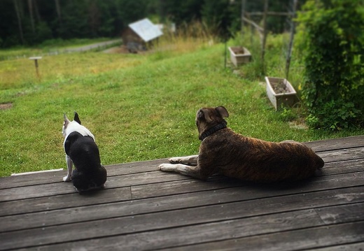 Making friends at #dog #camp #Vermont
