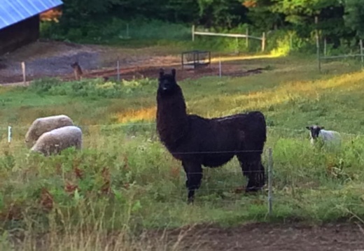 Guard #llama, Guinness, and his #sheep.
