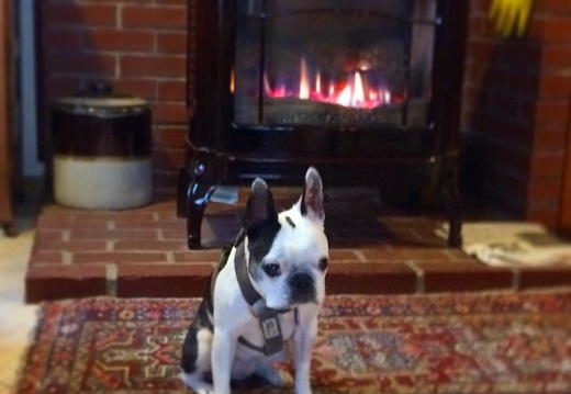 Haley enjoys the fire at a neighbour's house during a visit.