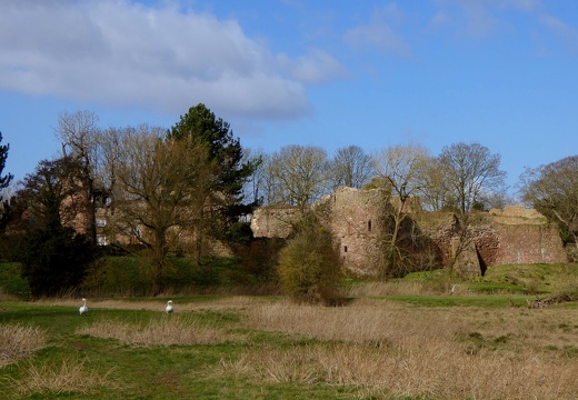 Swans & Wilton Castle
