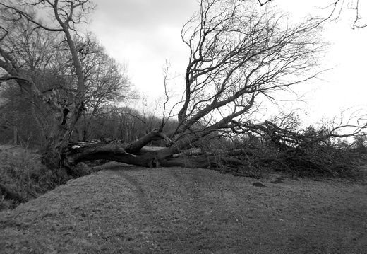 Wind Downed Tree