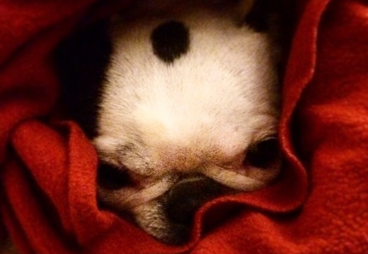 Snug as a bug. She wraps herself up on her own. Little burrower! #bostonterrier #vermont #snowday #hermajesty