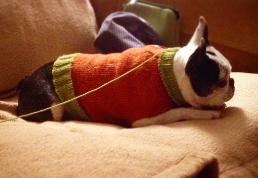 Haley tries on the new sweater Sarah is knitting for her. #dog #knitting