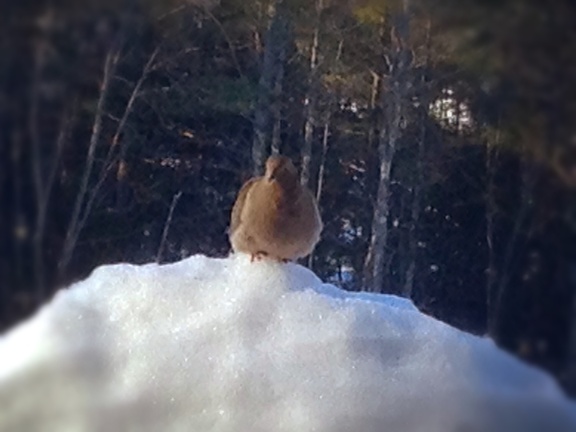 Cold Mourning Dove
