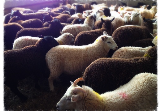 Sea of Lambs