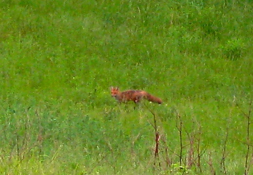 Fox in the Pasture