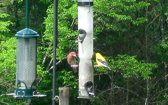 Pine Grosbeak and Goldfinch