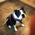Vet visit