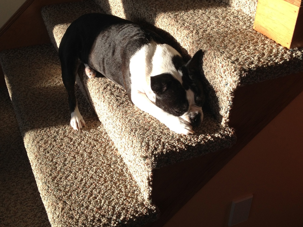 Sun Snooze