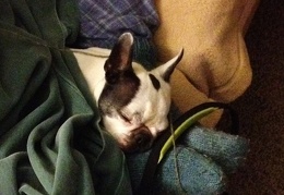 Sleepy Knit Dog