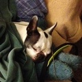 Sleepy Knit Dog