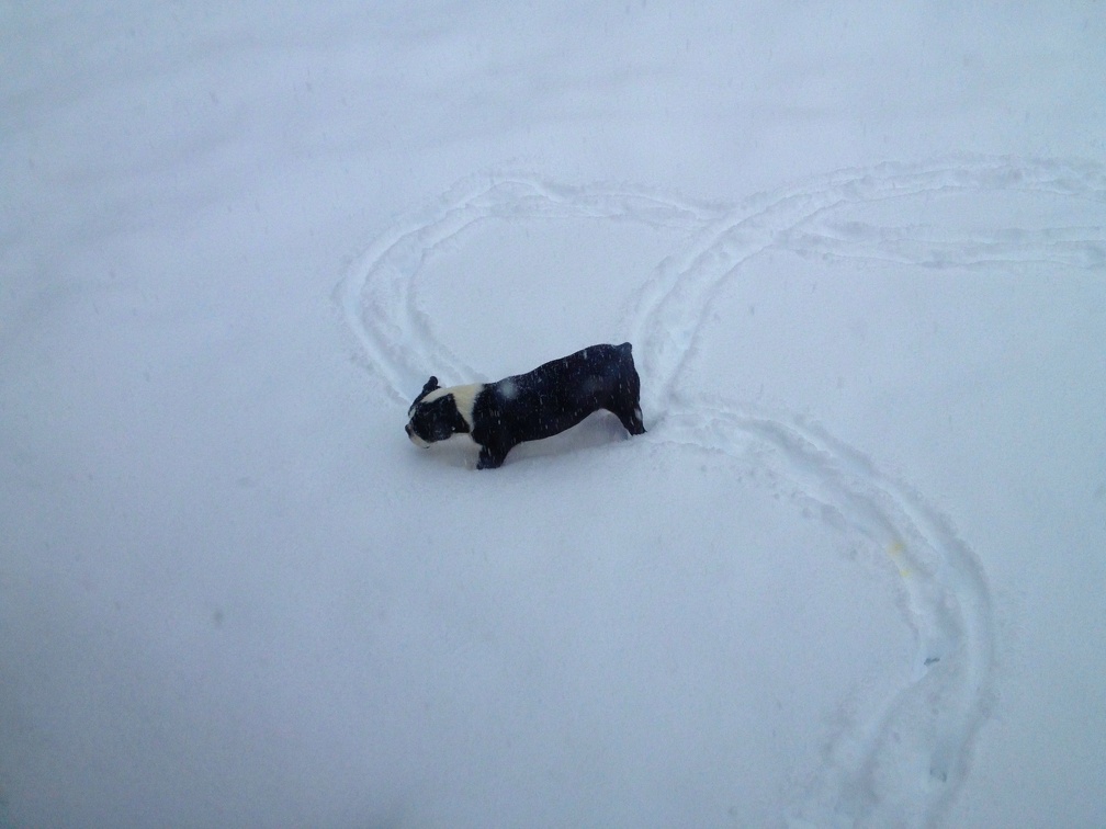 Snow Dog