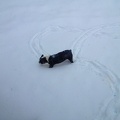 Snow Dog