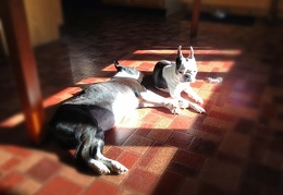 Dogs are thankful for the warm sunshine.