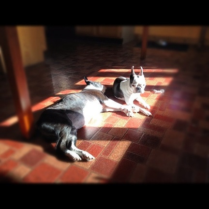 Dogs are thankful for the warm sunshine.