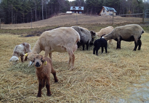 2012 Lambs
