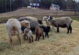 New Lambs with Flock
