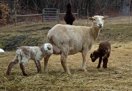 Caramel and Her Ewe Lambs