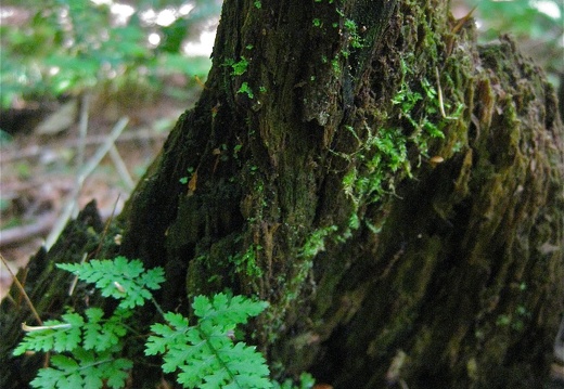 Mossy Stump with Ferns
