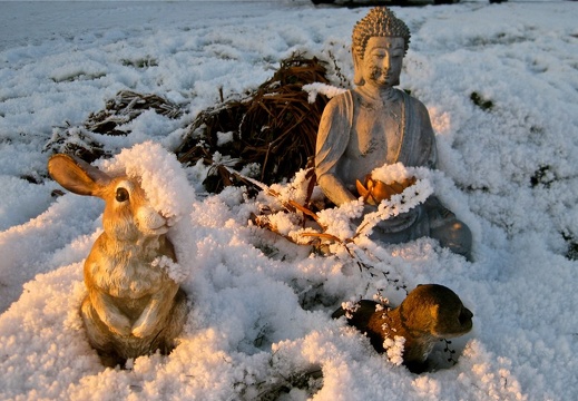 Bunny & Buddha