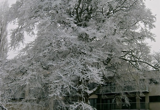 Pretty Hoarfrost Tree