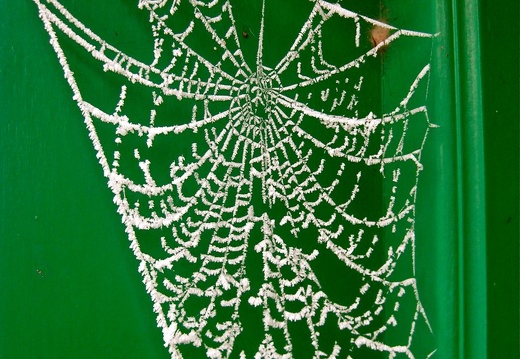 Hoarfrost Spiderweb and Green