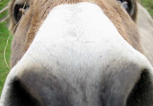 Donkey Nose!