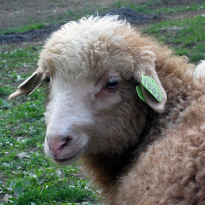 2010 Lambs